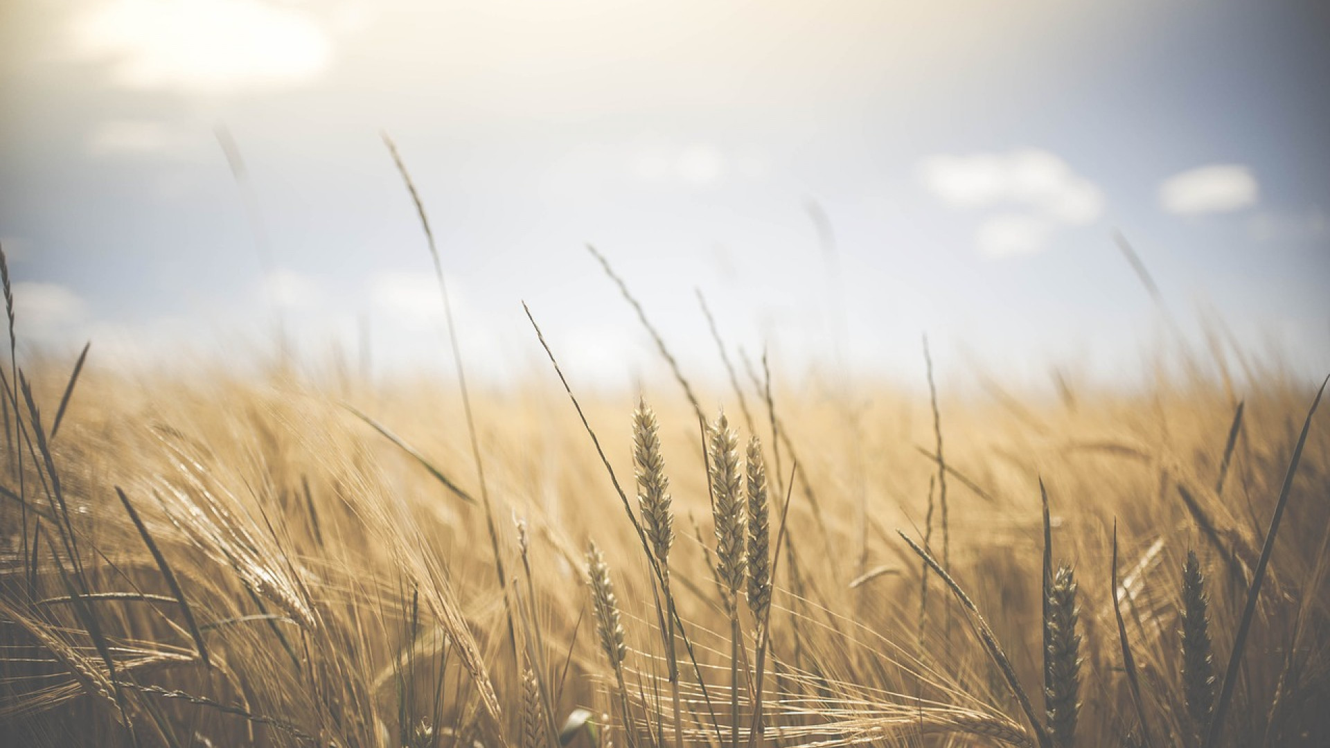 Quelques bonnes raisons d’opter pour les métiers de l’agriculture